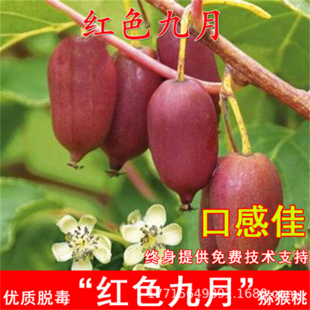 A软枣猕猴桃苗自花授粉树果树果红心带土盆栽地栽伊赛软枣子树苗