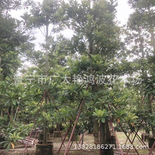 �V�|����Ռ��G������ľ��ľ��@�־G����ľ���~��Ӣ���@��G����