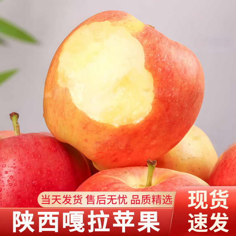 Shaanxi Gala Apples, seasonal whole-box early-ripening red Fuji, crisp and sweet with sugar heart, suitable for pregnant women, available for direct shipping Shaanxi Gala Apples, seasonal whole-box early-ripening red Fuji, crisp and sweet with sugar heart, suitable for pregnant women, available for direct shipping