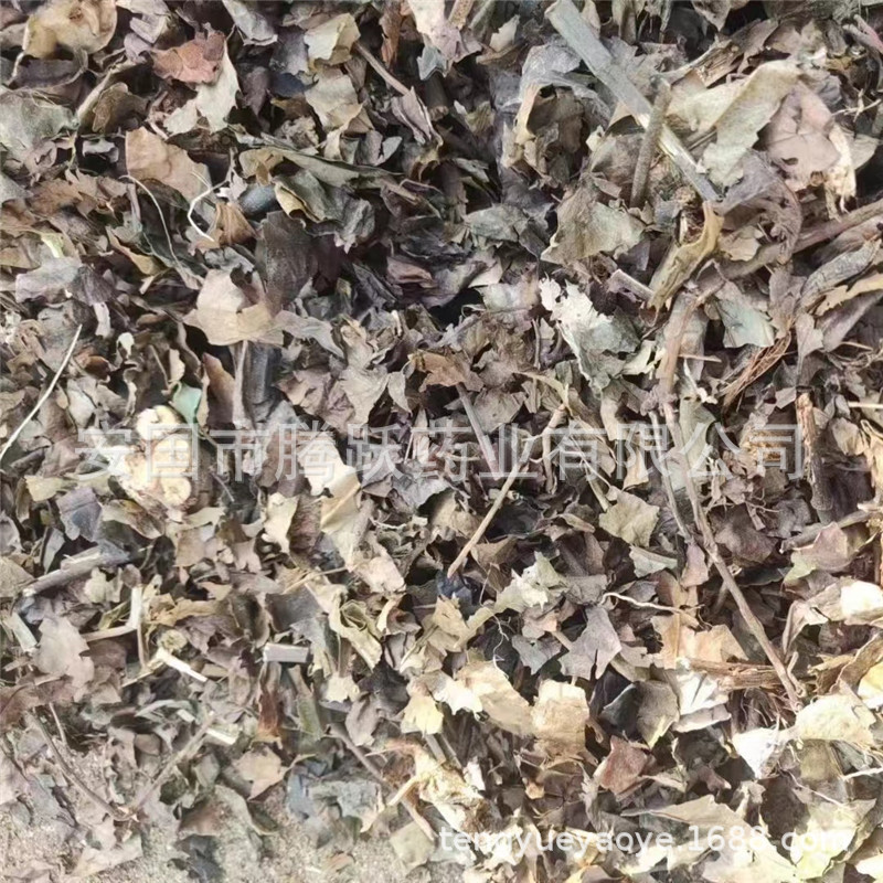 Dried Sarcandra Herb Zhong Jie Feng Whole Plant Natural Sun-Dried Chinese Bulk Herbal Material 1kg overview