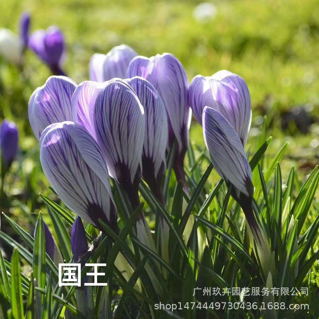 Шафран Крокус семя мяч многолетние луковичные растения балкон горшок комнатные растения толерантность хорошая жизнь холодная толерантность