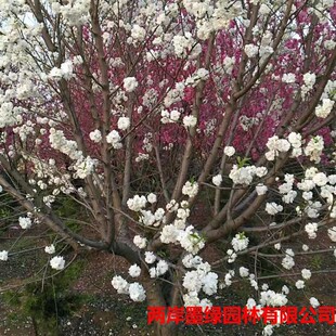 �������l �׻����Ҙ��� ͥԺ���@���c�^�p����ľ�׻�ɽ���ҹ��̘�