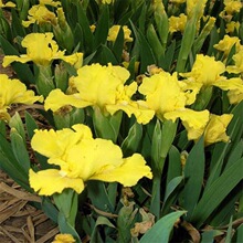 鱼塘植物黄小苗水生绿化挺水黄池塘菖蒲菖蒲植物花卉鸢尾水草黄花