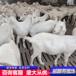 ɽ�|��ɽ��С���� ������ɽ�� ���w�N�����һֻ ɽ�|�B���