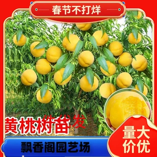 一件代发黄桃树苖桃树果苗南方北方种植嫁接苗油桃树果苗水蜜桃苗