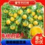 南方北方种植水蜜桃果苗