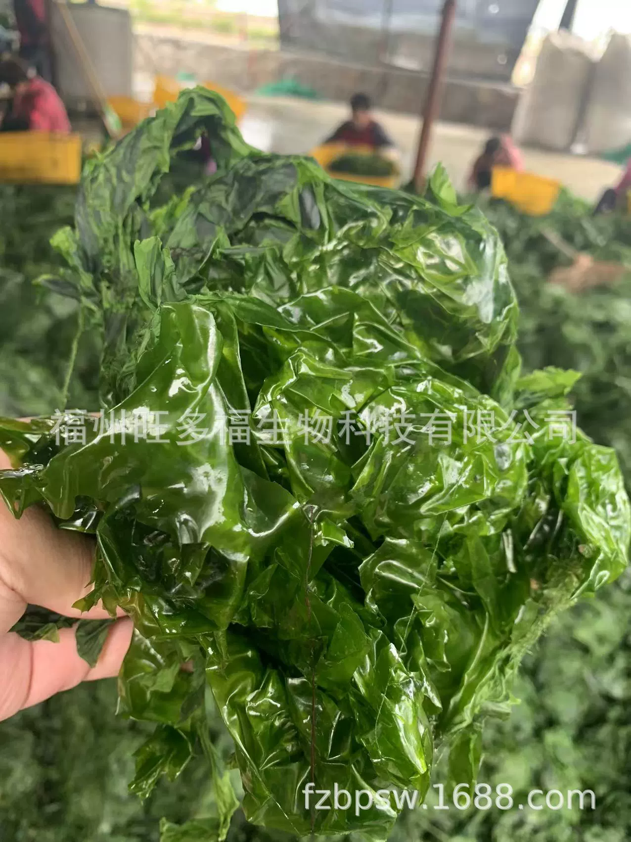 Сушеные морские овощи производятся в Фучжоу, провинция Фуцзянь.