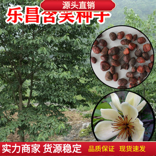 ������Ц�N���Ϸ����m���V�|��Ц���Ұ��m���Һ�Ц�N�ӈ@�־G��