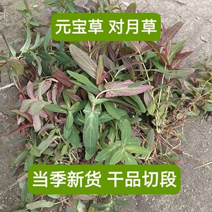 Ұɽ�V��Ԫ���� ���²� ���ļ� �Ų� ������ ����ɏ��؛��؛