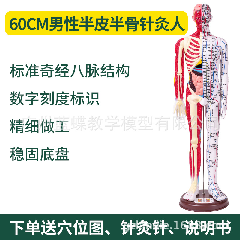 85CM��Ƥ�뼡������������Ѩλ����ģ��ȫ����ҽʮ������ͼͭ��