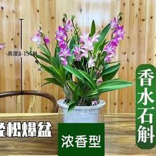澳洲香水石斛兰开花浓香水培盆栽室内阳台好养懒人绿植耐寒