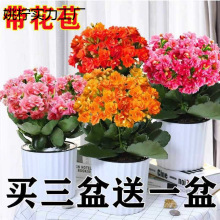 ֲ���L�ۻ�����껨���҃����ذ���B�����������ļ�������⻨��