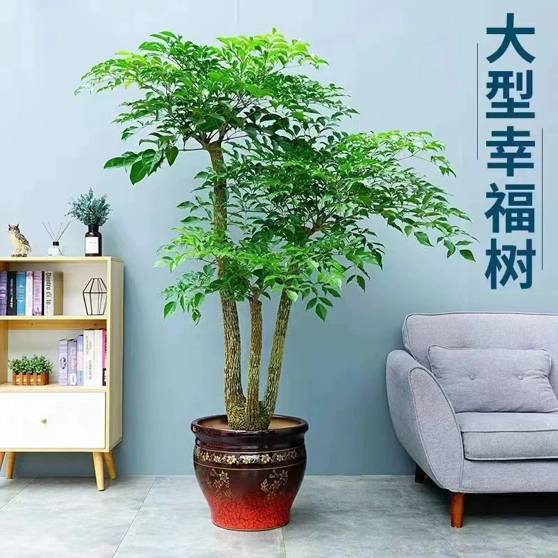 Happy Tree Гостиная Горшечное растение Крытое моделирование Зеленое сокровище Дерево Цветочный горшок Большой старый ворс Большое зеленое растение с горшками Бесплатная доставка