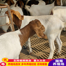 波尔山羊山羊苗 种羊羊羔养殖山东牛羊养殖场