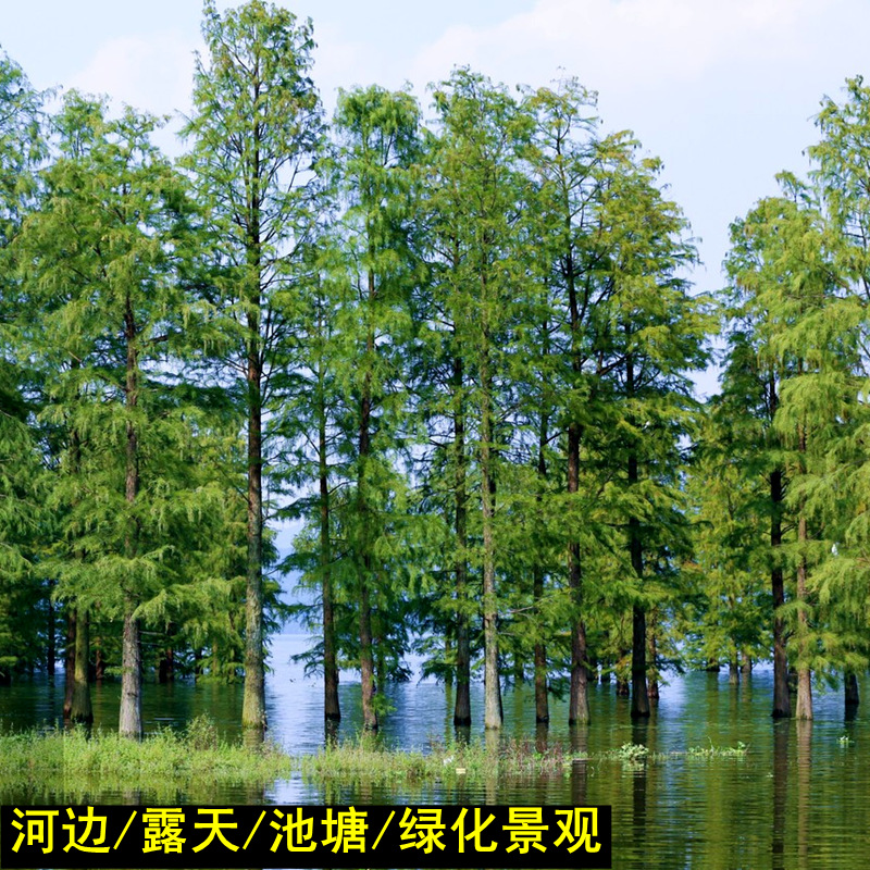 땅심기에는 메타세쿼이아 5cm 굵기 1개를 권장합니다.