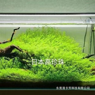 �����к��ձ�������o�����~���쾰���ˮ�����֑�������ֲ��