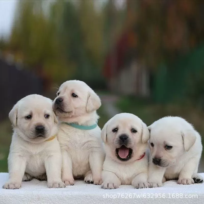 Оптовая продажа щенков породы Лабрадор, живые собаки, собаки-поводатели, собаки для путешествий