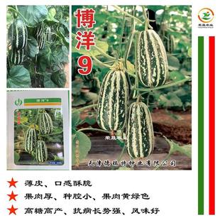 Melon Grafted Seedlings Boyang 9 Boyang 61 Boyang 72 Melon Seeds Horn Honey Sesame Melon Seeds