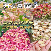 �޽��_�Ĺ������ϱ����Y�������ӾG���_�Ĺ���Nֲ�������Ԯ���