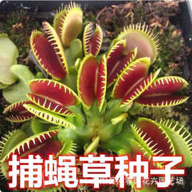 吃虫草驱虫防蚊捕蝇草捕虫草美人齿捕蝇草食虫草种子代发