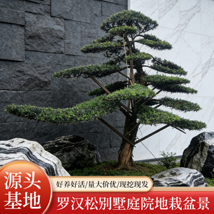 ���l�_�h��ͥԺ�����@�ֹ��̾G���������Ի����е����ľ����Gֲ