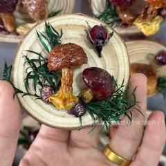 云南真蘑菇冰箱贴菌子真植物果实木头标本装饰手工创意工艺品滴胶
