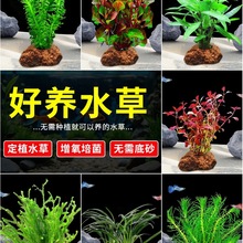 ��ɽʯˮ��ֲ������~��ˮ���쾰���������B�~�ײͺ��������