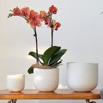 北欧陶瓷粗砂花盆象牙白蝴蝶兰陶盆兰花白陶创意个性绿植粗陶套盆