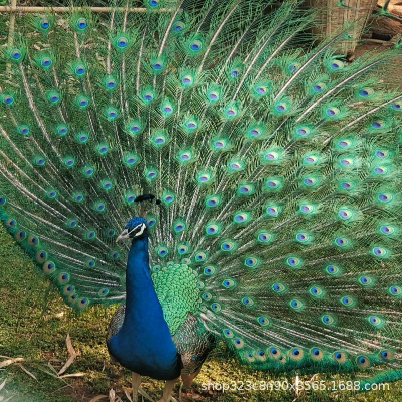 公园景区观赏成年蓝孔雀活体 白孔雀出售 批发脱温孔雀幼苗 孔雀