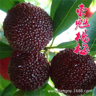 �|����÷����������l�޽ӗ�÷�����ش������Ϸ������Nֲ����Y��