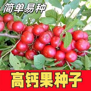 �ͺ��ͺ����N�ӚW���}���N��ˮ���N���̨СԺ�ļ��Nֲ�߮a��
