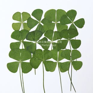 ���~�ݸɻ�diy����ֲ��Ѻ���滨ֲ��˱���������Ę���b����l