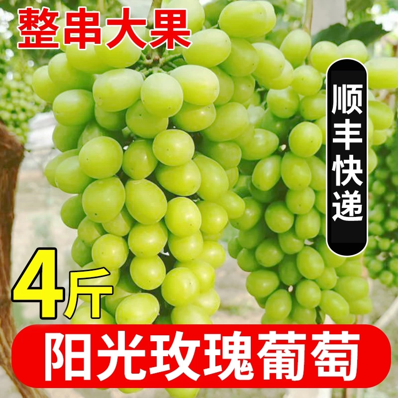 云南阳光玫瑰葡萄顺丰快递青提子新鲜水果应当季现摘晴香现货速发
