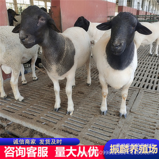 ���϶Ų��d�� �s���Ų��d��� ����ĸ�����һֻ