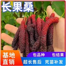 长果桑苗南北方庭院地栽特大果树盆栽嫁接四季桑葚树苗当年结果