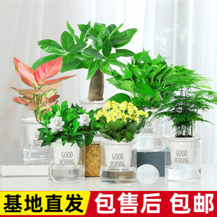 �lؔ��Gֲ�d�ӻ�������С�����J�C����ֲ��ˮ��G�}�k���҃Ⱥ��B