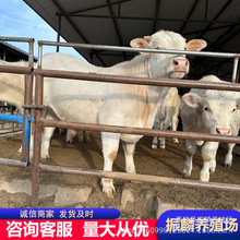 夏洛莱牛犊价格 肉牛改良黄牛 夏洛莱价格 改良牛苗养殖