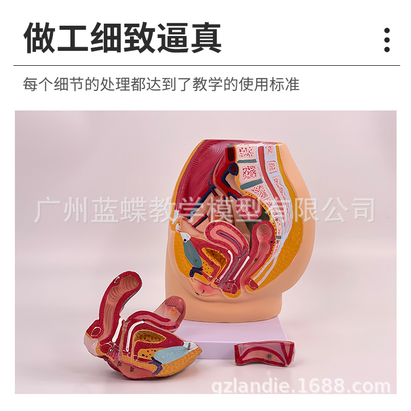 ��ǻģ��Ů��ʸ״����ģ����ֳϵͳ������������ϵͳ��ѧģ��ҽѧ