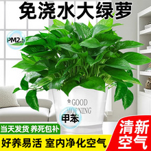 绿萝室内盆栽水培植物绿箩长藤特大号盆客厅绿植净化空气除异味