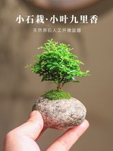 小叶九里香盆栽微型室内老桩花卉绿植石头盆景桌面观叶开花植物