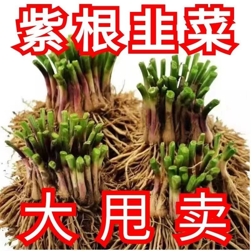 Первый урожай новых саженцев корневого чеснока, корни фиолетового чеснока, семена четырехсезонного чеснока, корни чеснока в горшках, новые корни чеснока на балконе года.