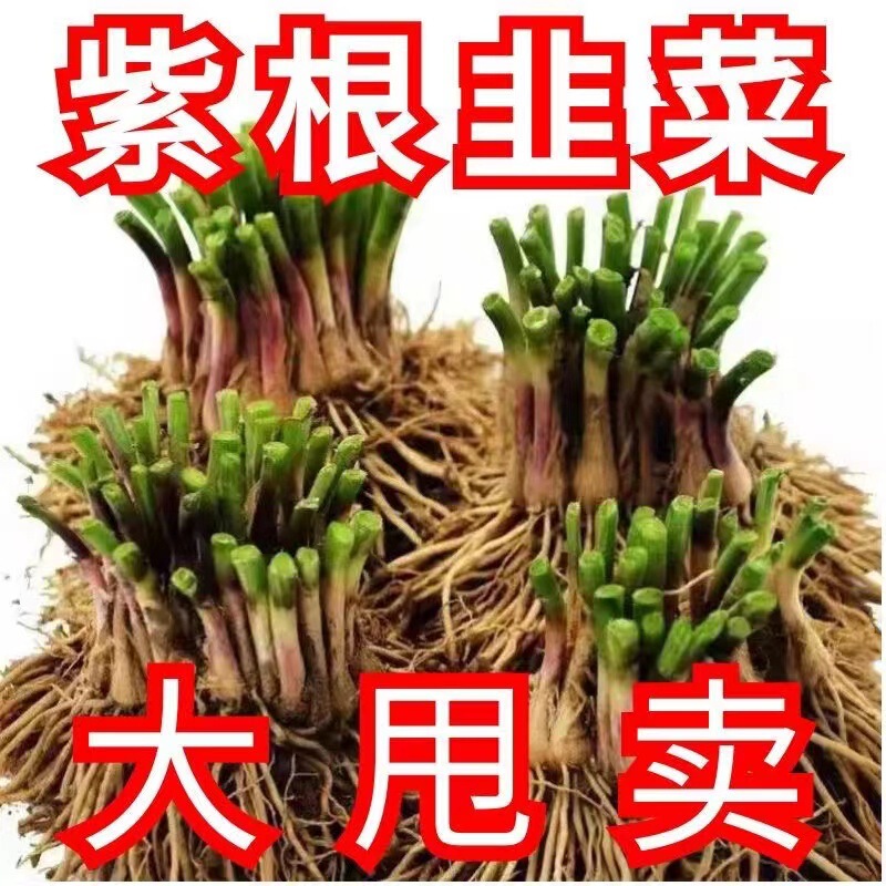 First Crop of New Roots, Leek Root Seedlings, Purple Leek Roots, Four-Season Leek Roots, Potted Leek Roots, Balcony New Roots of the Year First Crop of New Roots, Leek Root Seedlings, Purple Leek Roots, Four-Season Leek Roots, Potted Leek Roots, Balcony New Roots of the Year