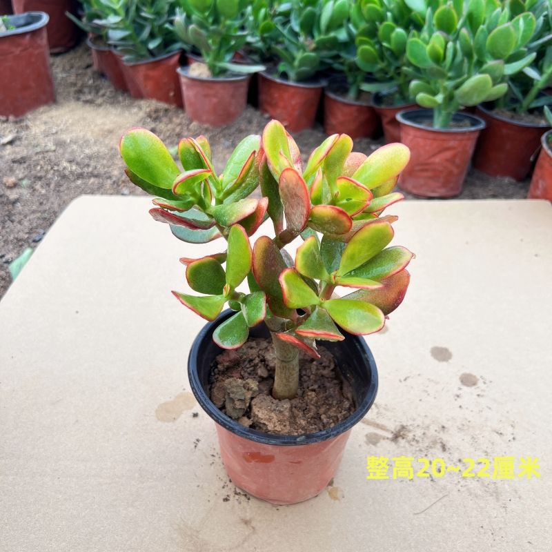 멀티헤드 골든플라워문 1부