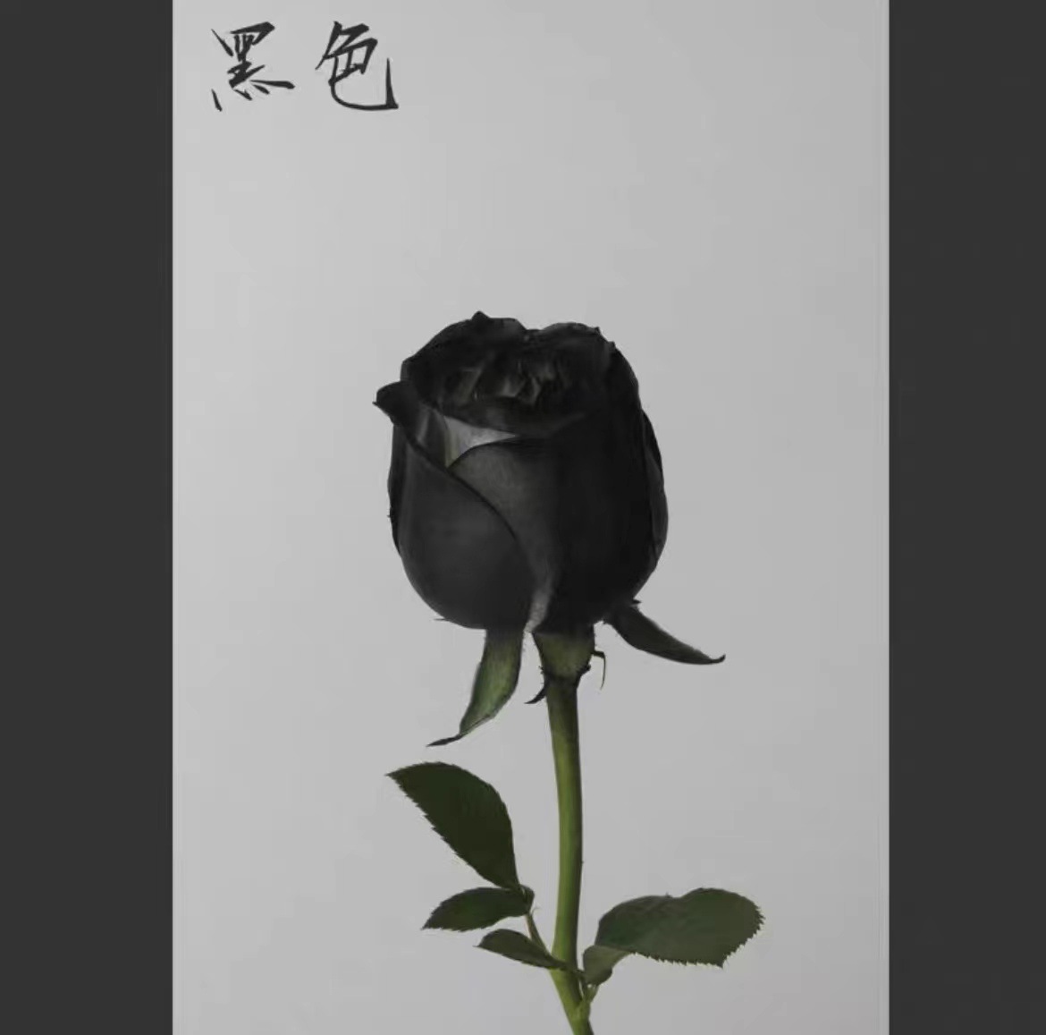 La pintura de aerosol de flores agente de pulverización de color mágico de hielo azul rosa aerosol a base de agua spray floral agente colorante 400ml en stock