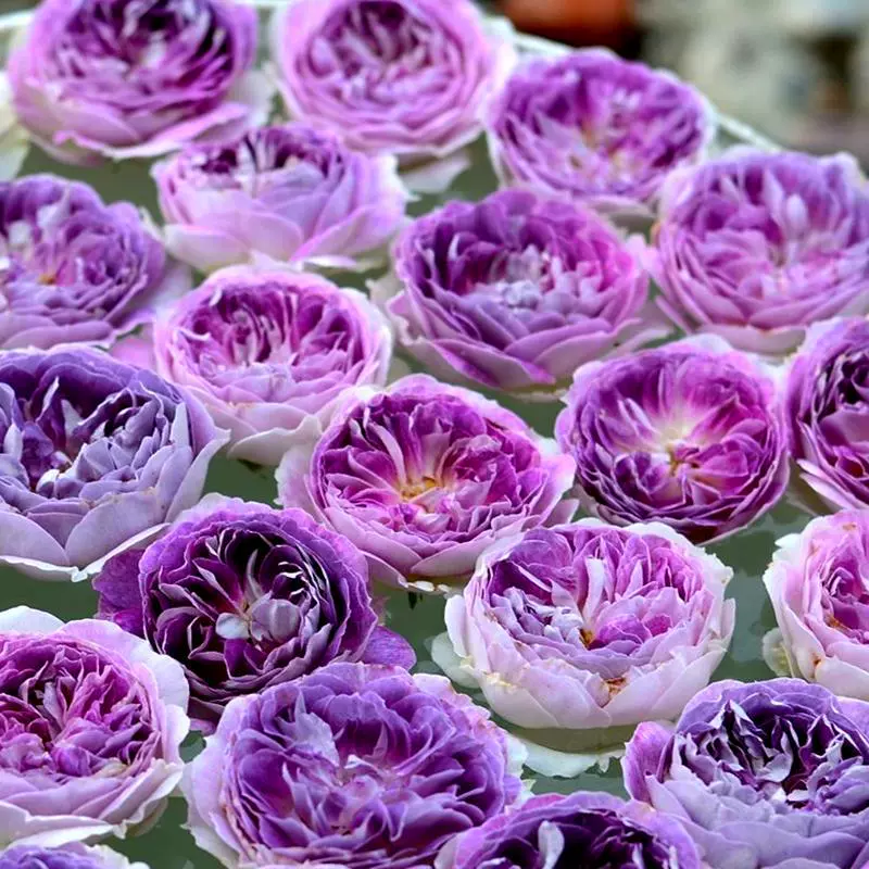 Голубая Луна Камень Роза саженцы цветов серия Хебен саженцы новый цветок стойкие с несколькими головками ароматные цветы Роза в горшках кустарник