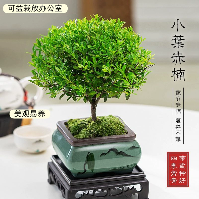 Миниатюрное комнатное растение в горшке из малолистовой красной наны, которое легко ухаживать в любое время года, подходит для офисной зелени.