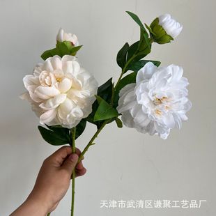�¿�2�^�P��ĵ����ș����c�Ƶ�Ҿ��̈�����b��Ĳ����[��