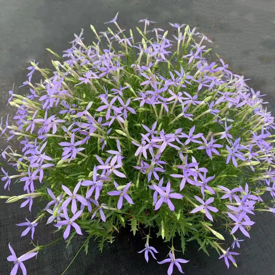 Красочный Звездный цветок с лепестковой травой Растение в горшке стойкое к солнцу растение Сианг садовая цветочная клумба балкон декоративные многолетние травянистые цветы