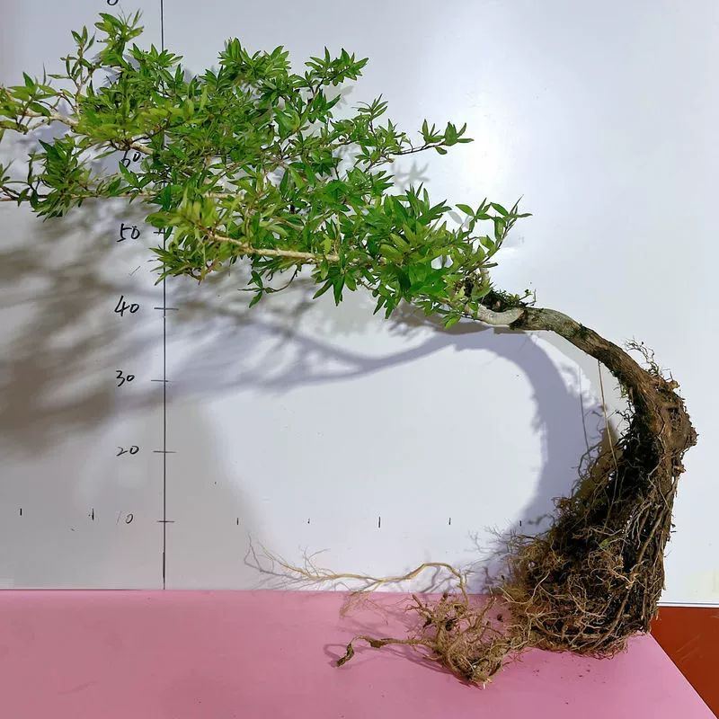 Ландшафтный дизайн пруда и аквариума с крупными кустами брусники, карбонизированными полыми зелеными растениями в горшках, почвенной культурой, гидропоникой и ручейным резервуаром.