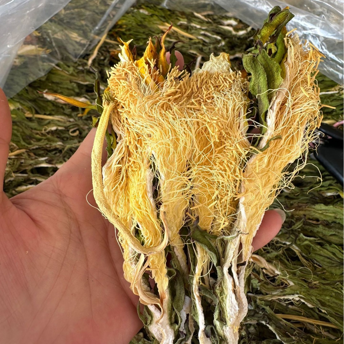 产地直采霸王干花煲汤剑花新鲜火龙果花菜干煲汤料昙花干货批发
